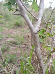 Strychnos madagascariensis