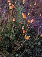 Ursinia dentata