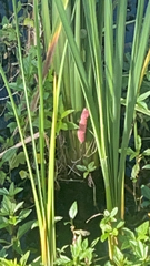Pomacea canaliculata
