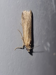 Pyraloidea