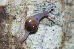 Vitrina pellucida