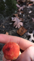 Leratiomyces ceres