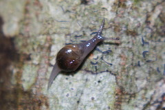 Vitrina pellucida