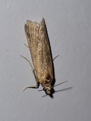 Pyraloidea