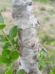 Strychnos madagascariensis