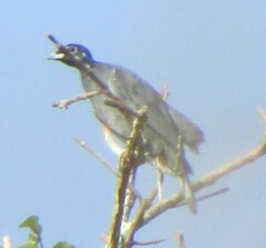 Gymnoderus foetidus