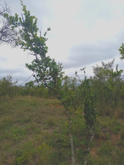 Strychnos madagascariensis