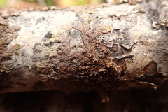 Melanohalea multispora