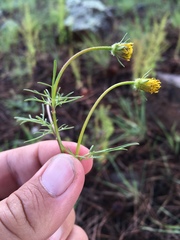 Bidens tenuisecta