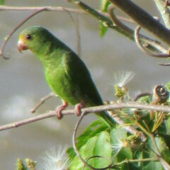 Brotogeris cyanoptera