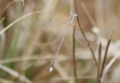 Lestes pallidus