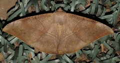 Oxydia trychiata