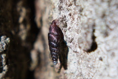 Clausilia