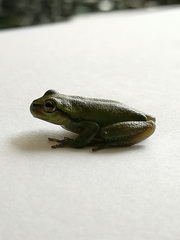 Dendropsophus luddeckei