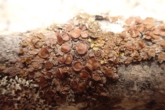 Melanohalea multispora