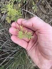 Desmanthus leptolobus