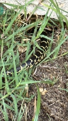 Lampropeltis splendida
