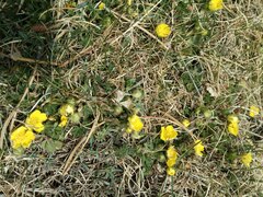 Potentilla crantzii