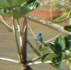Tersina viridis