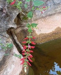 Salvia holwayi