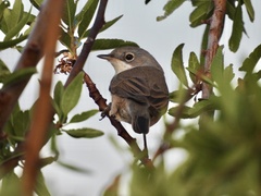 Curruca iberiae