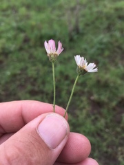 Erigeron tracyi