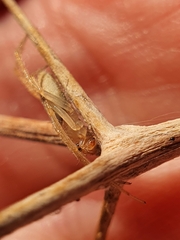 Larinia