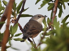 Curruca iberiae