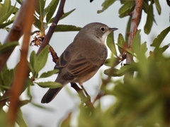 Curruca iberiae