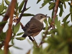 Curruca iberiae