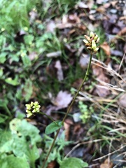 Persicaria sagittata