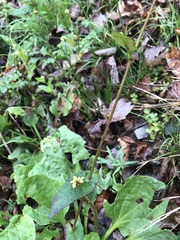 Persicaria sagittata