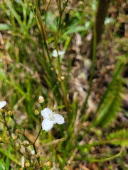 Libertia