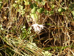 Dianthus hyssopifolius