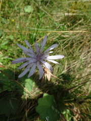 Scorzonera purpurea