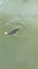 Oreochromis niloticus