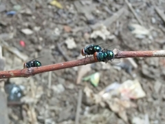 Chrysomya megacephala