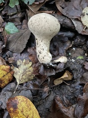 Lycoperdon excipuliforme