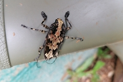 Steirastoma albiceps