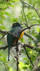 Trogon caligatus