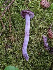 Cortinarius evernius