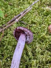 Cortinarius evernius