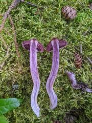 Cortinarius evernius