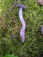 Cortinarius evernius