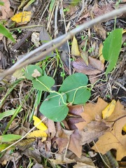 Aristolochia tomentosa