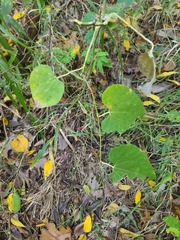 Aristolochia tomentosa