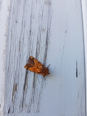 Papaipema leucostigma