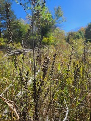 Dasistoma macrophylla