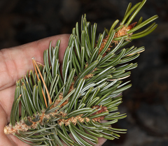 Pinus longaeva