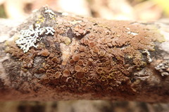 Melanohalea multispora